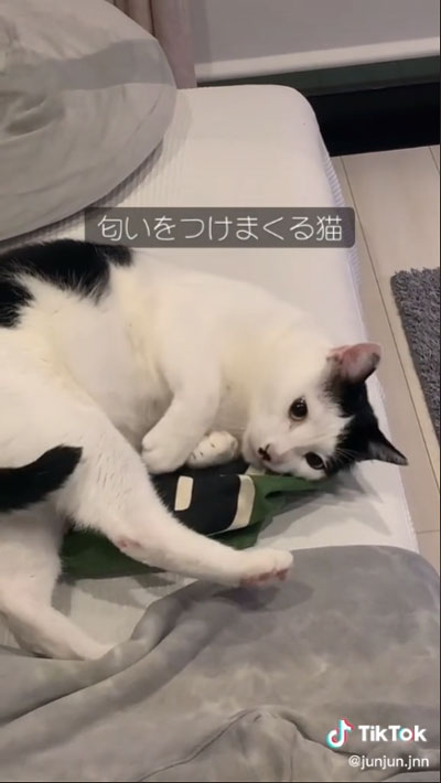 大好き 友人 猫 反応 行動 服 乗る バッグ 踏む 匂い