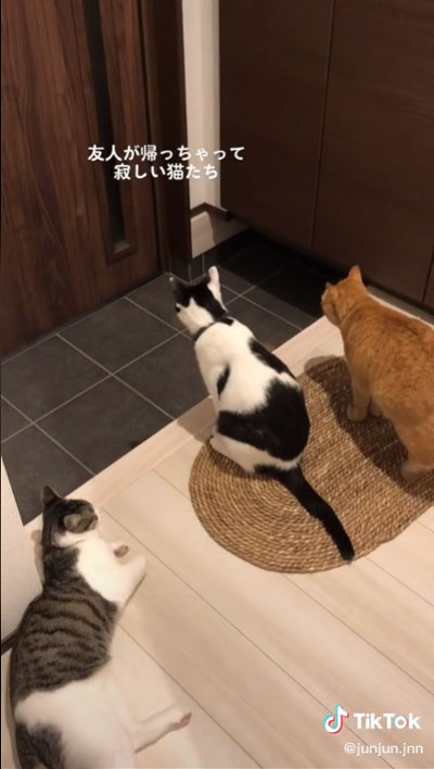 大好き 友人 猫 反応 行動 服 乗る バッグ 踏む 匂い