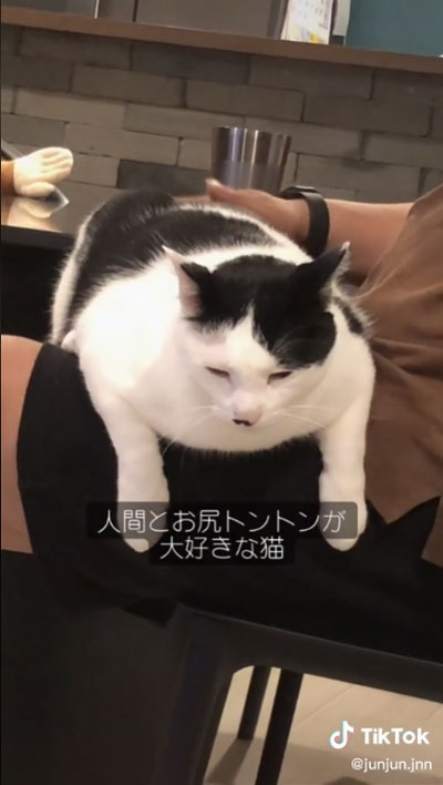 大好き 友人 猫 反応 行動 服 乗る バッグ 踏む 匂い