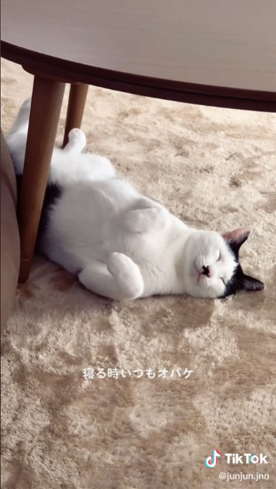 大好き 友人 猫 反応 行動 服 乗る バッグ 踏む 匂い