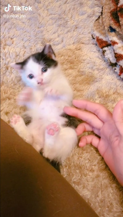 大好き 友人 猫 反応 行動 服 乗る バッグ 踏む 匂い