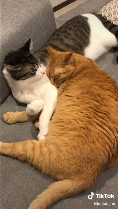 大好き 友人 猫 反応 行動 服 乗る バッグ 踏む 匂い