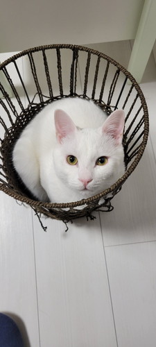 突然屈強猫ちゃん