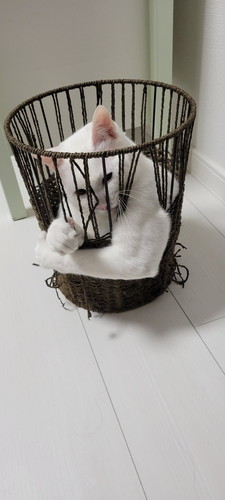 突然屈強猫ちゃん