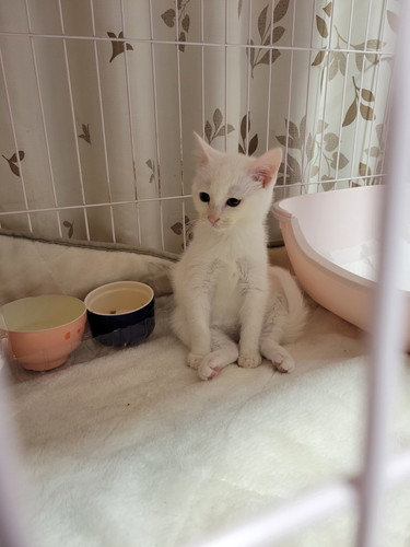 トライアル開始時のここちゃん