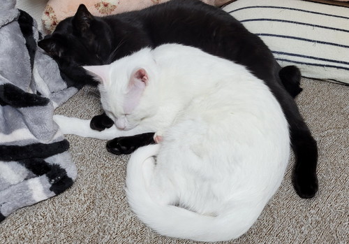 ここちゃんとお兄ちゃん猫