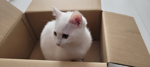 段ボールの中の猫