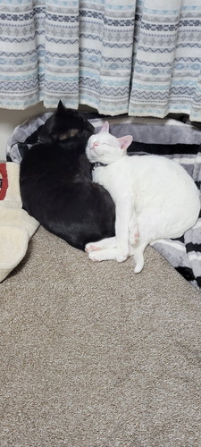 お兄ちゃん猫とここちゃん