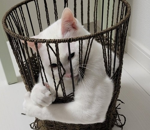 突然屈強猫ちゃん