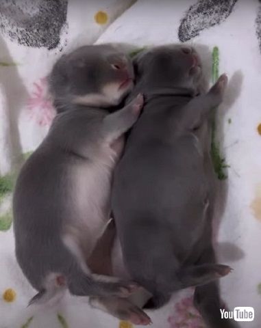 おなかがいっぱいの赤ちゃんウサギ