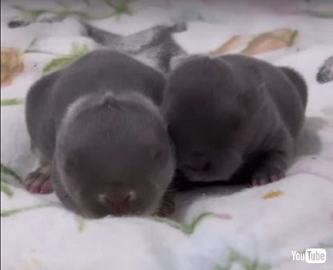 ウサギの赤ちゃん