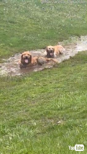 飼い主さんたちを見る犬