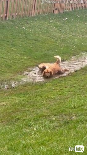 泥水の中ではしゃぐ犬