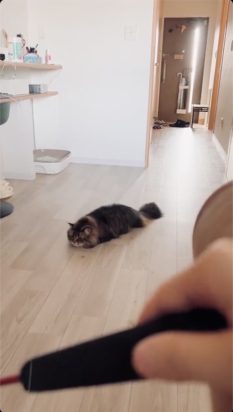 遊ぶ準備万全の猫