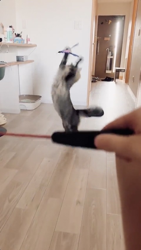 ジャンプする猫