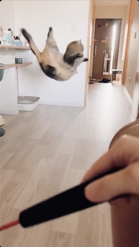 勢い余って後ろ足を浮かせる猫