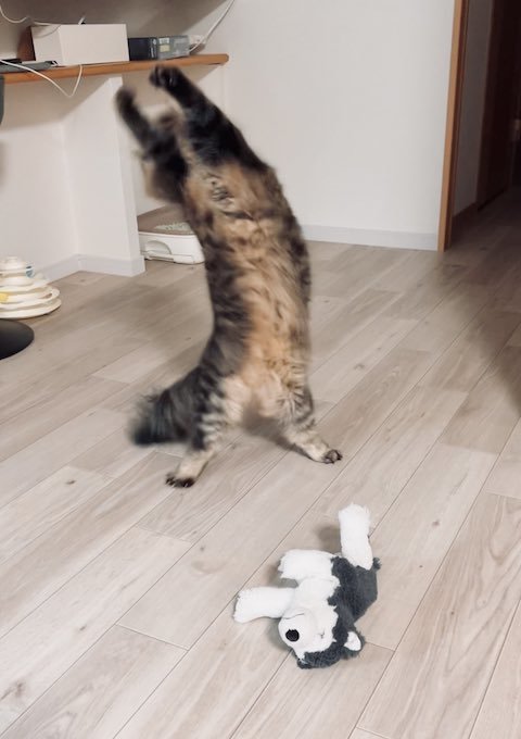 ガッツポーズをする猫