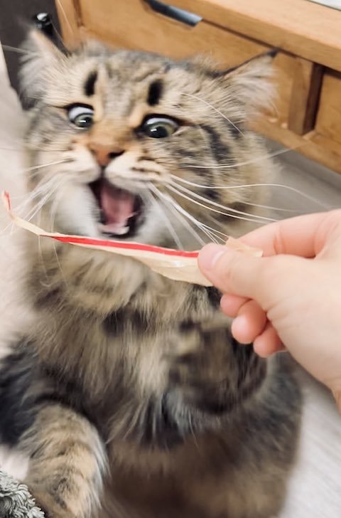 目が見開いた猫