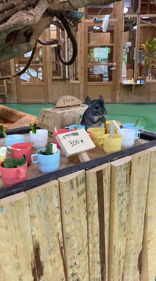 動画の最初