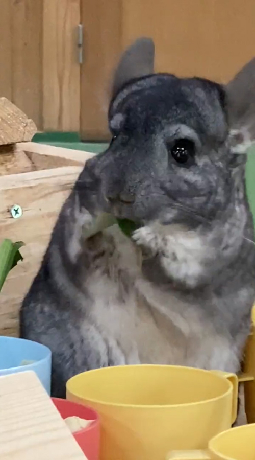 ハッとした後に食べ続けるいずみさん