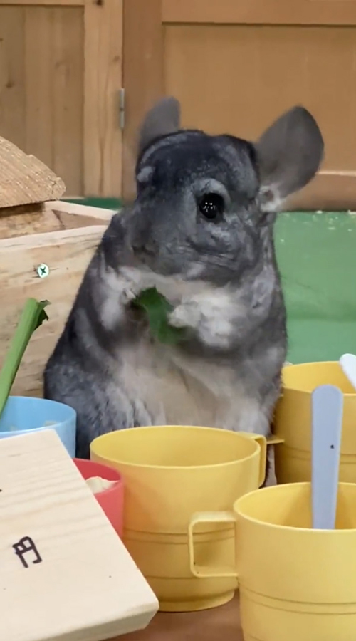 動画の最後