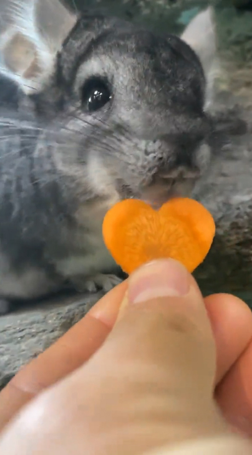 ハートのにんじん