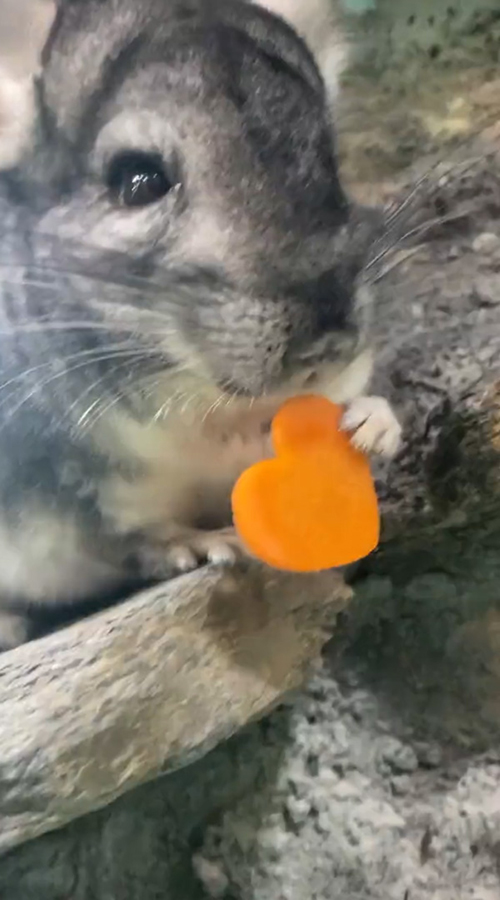 ハートを受け取るチンチラさん