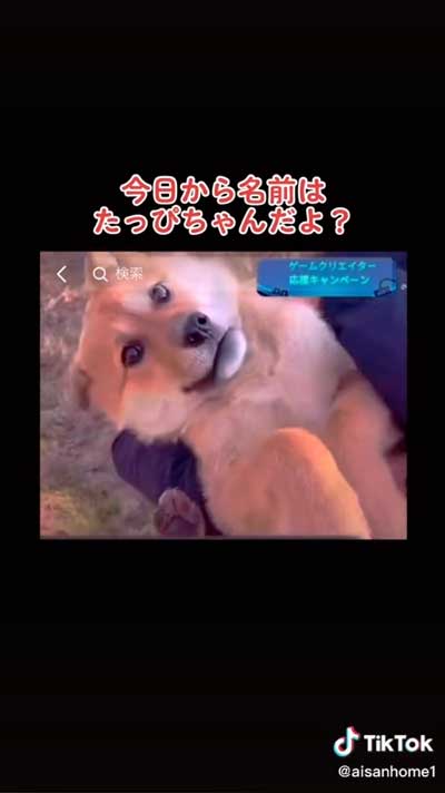 野良犬保護
