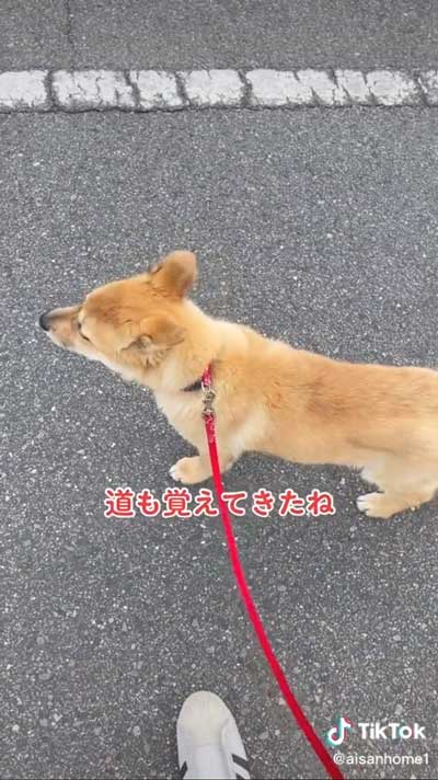 散歩する犬