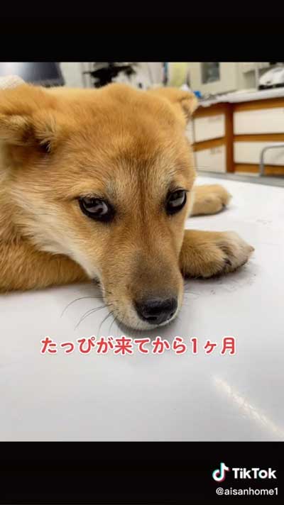 不安そうな犬