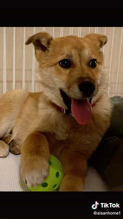 元気になった犬