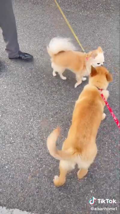 友達を会う犬