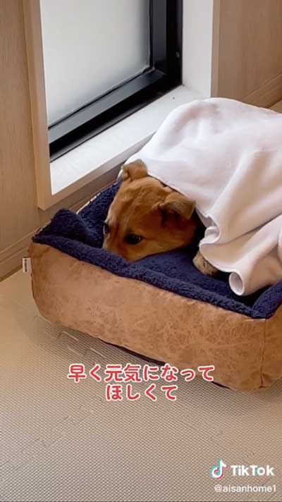 家で寝るたっぴ