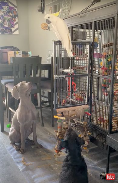 ワンコを従えるオウム