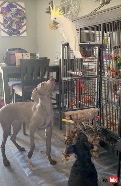 ワンコのおやつをつまみ食いするオウム