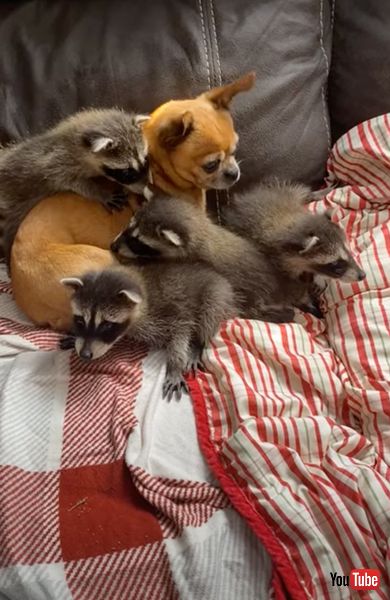 赤ちゃんアライグマと犬が密着