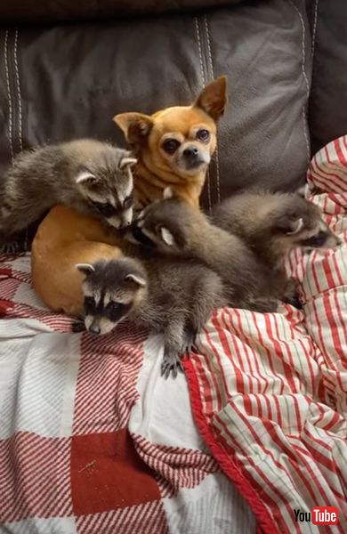 カメラ目線の犬