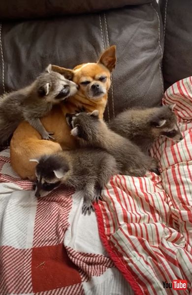 犬を母親のように慕うアライグマ