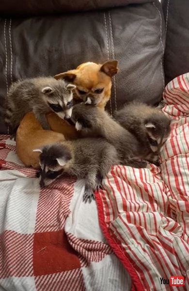 仲のいい犬とアライグマ