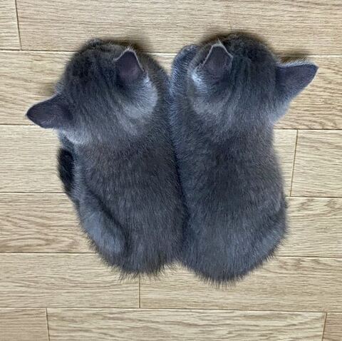 寝方変わらない猫