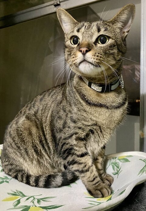 のぞいてるヤマトくん