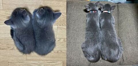 1カ月と4カ月トリミング