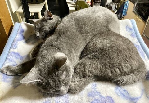 重なって寝てる2匹