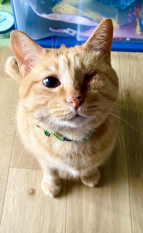 飼い主さんを見上げるモカくん