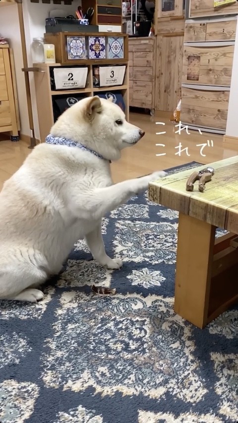 ハサミを指さす柴犬