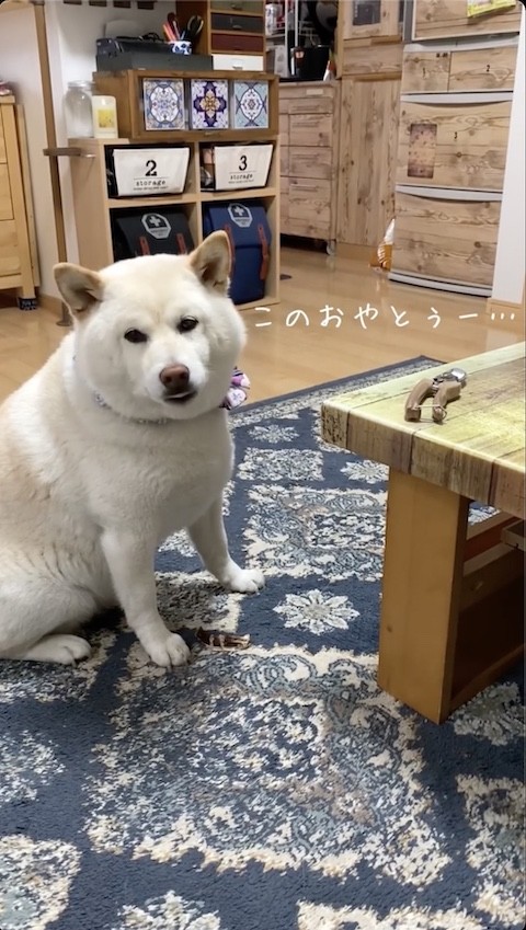 飼い主さんに訴えかける柴犬