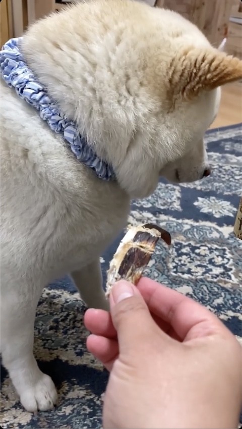 おやつを拒否する柴犬