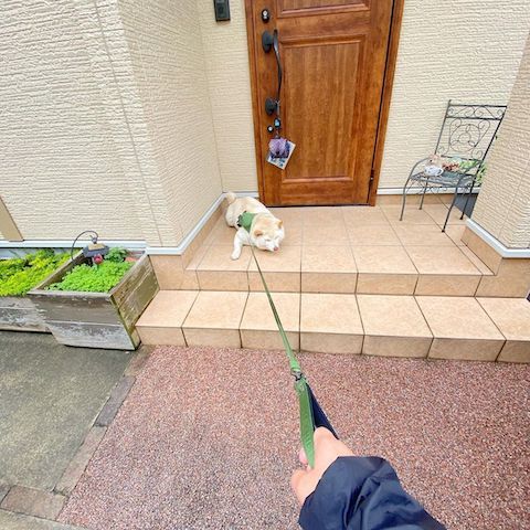 散歩を拒否する柴犬