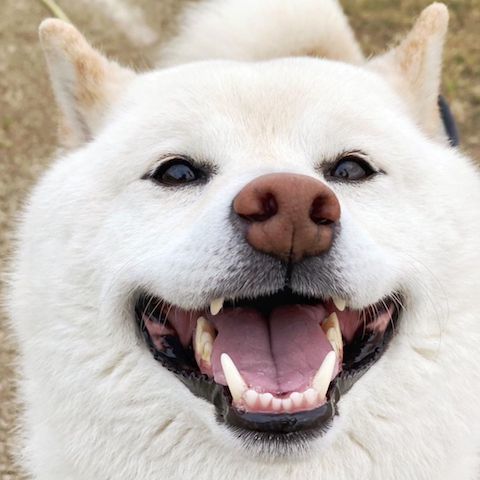 満面の笑みな柴犬
