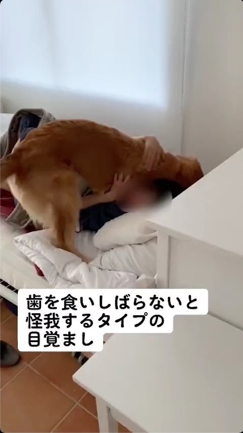 犬の目覚まし